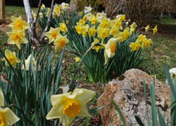 images/gardens/INNS_Daffodils.jpg